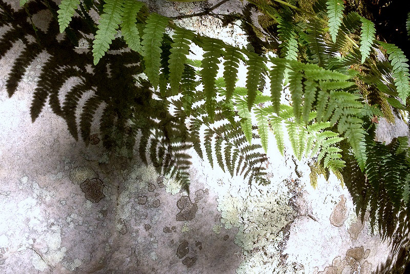 Sortie Fontainebleau juin 2015