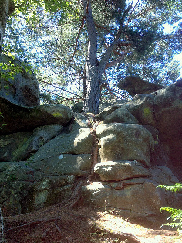 Sortie Fontainebleau juin 2015