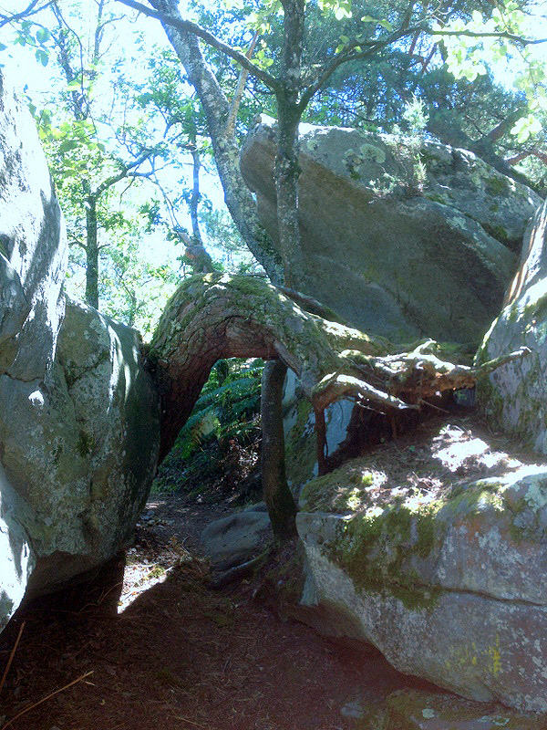 Sortie Fontainebleau juin 2015