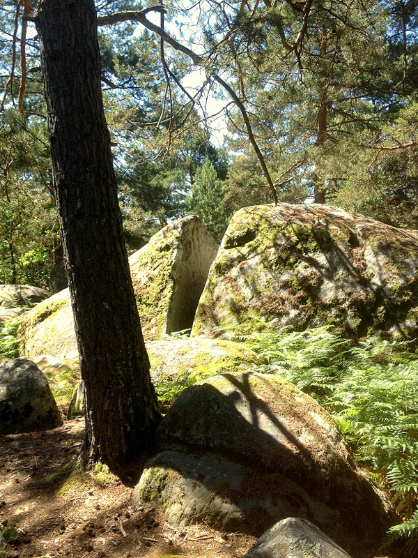 Sortie Fontainebleau juin 2015
